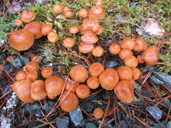 Kuehneromyces lignicola
