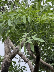 Cussonia