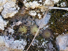 Pinguicula esseriana
