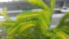 Phlegmariurus squarrosus