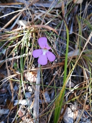 Pinguicula esseriana
