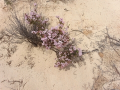 Calytrix tetragona