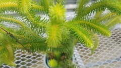 Phlegmariurus squarrosus