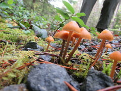 Kuehneromyces lignicola