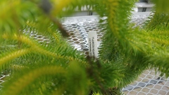 Phlegmariurus squarrosus