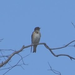 Petrochelidon nigricans