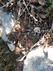 Pinguicula esseriana