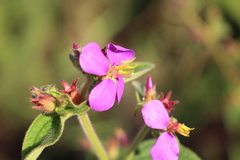 Melastomeae