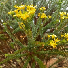 Euryops virgineus