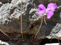 Pinguicula esseriana