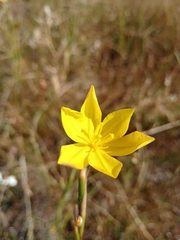 Moraea lewisiae