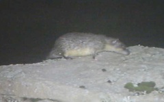 Hydromys chrysogaster