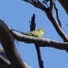 Melopsittacus undulatus