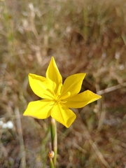 Moraea lewisiae