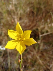 Moraea lewisiae