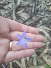Wahlenbergia stricta