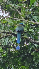 Momotus aequatorialis