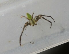 Sidymella rubrosignata