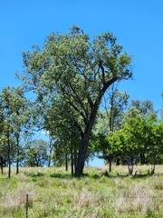 Eucalyptus melanophloia