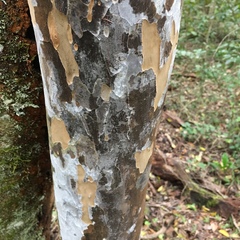 Ochna arborea