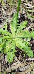 Hypochaeris glabra
