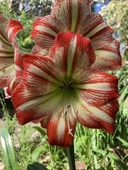 Hippeastrum hybridum