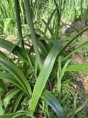 Hippeastrum hybridum