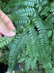 Arachniodes rhomboidea