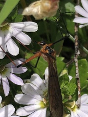 Harpobittacus australis