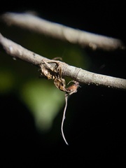 Ophiocordyceps unilateralis