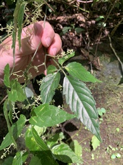 Gynostemma pentaphyllum