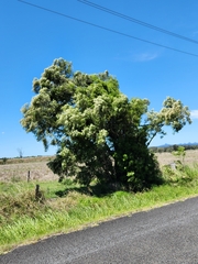 Melaleuca bracteata