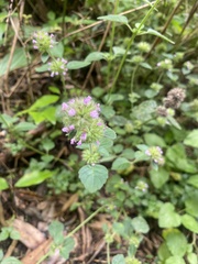 Clinopodium chinense