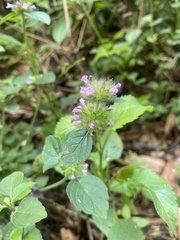 Clinopodium chinense