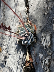 Echeveria cuspidata