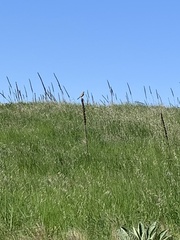 Cincloramphus mathewsi