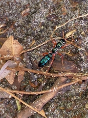 Diamma bicolor
