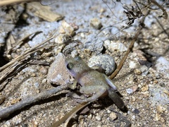 Eleutherodactylus