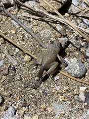 Eleutherodactylus