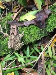 Sclerophrys capensis