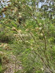 Melaleuca ericifolia