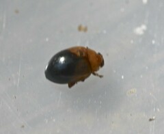 Nisotra bicolorata