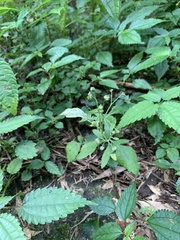 Dichrocephala integrifolia