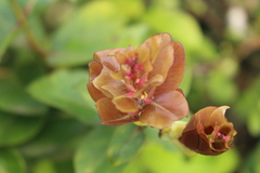 Metrosideros polymorpha