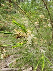 Melaleuca ericifolia