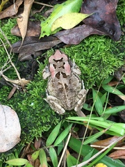 Sclerophrys capensis