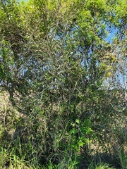 Alectryon diversifolius