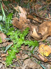 Sonchus asper