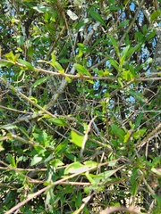 Alectryon diversifolius