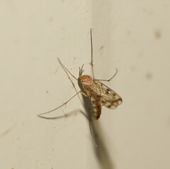 Keroplatidae